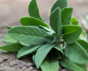 S7® Nitric Oxide Complex