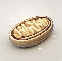 Mitochondria